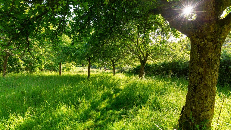 Long, green grass and densely planted fruit trees, with a hedge behind, in the orchard in June, at Hardy's Cottage, Dorset